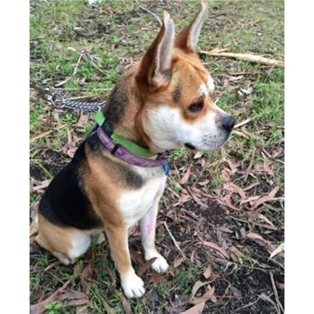 boston terrier beagle cross
