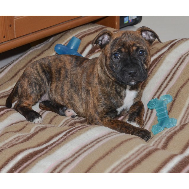Elsa Staffy Pup On Trial 7 08 16 Medium Female Staffy X American Staffordshire Bull Terrier Mix Dog In Nsw Petrescue