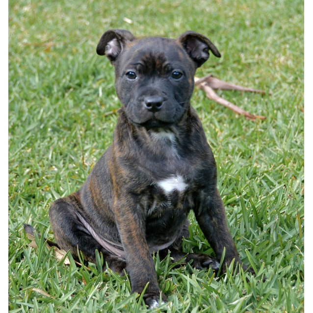 female staffy puppy