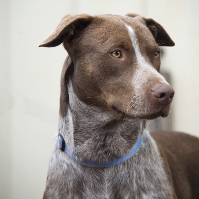 Maxie Large Male Australian Cattle Dog x German Shorthaired Pointer