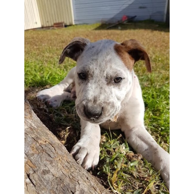 staffy x cattle dog