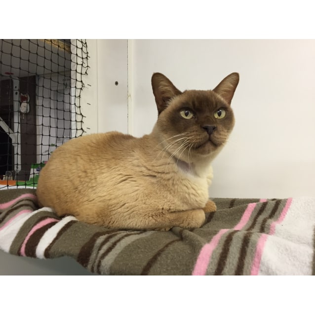 Romeo Male Burmese Cat In Nsw Petrescue