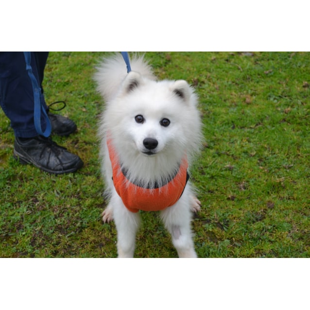 Wasabi Small Male Spitz Dog in VIC PetRescue