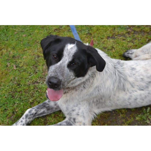 Blue Heeler x Maremma Sheepdog Mix Dog 