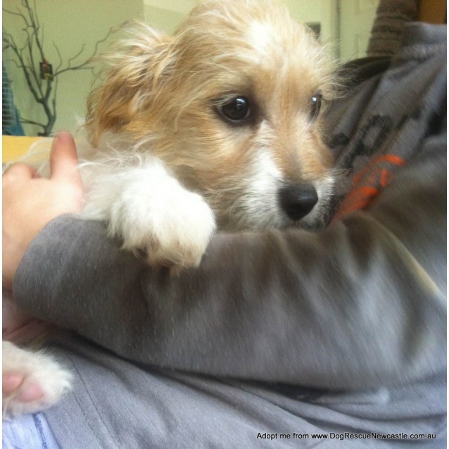 fox terrier x maltese