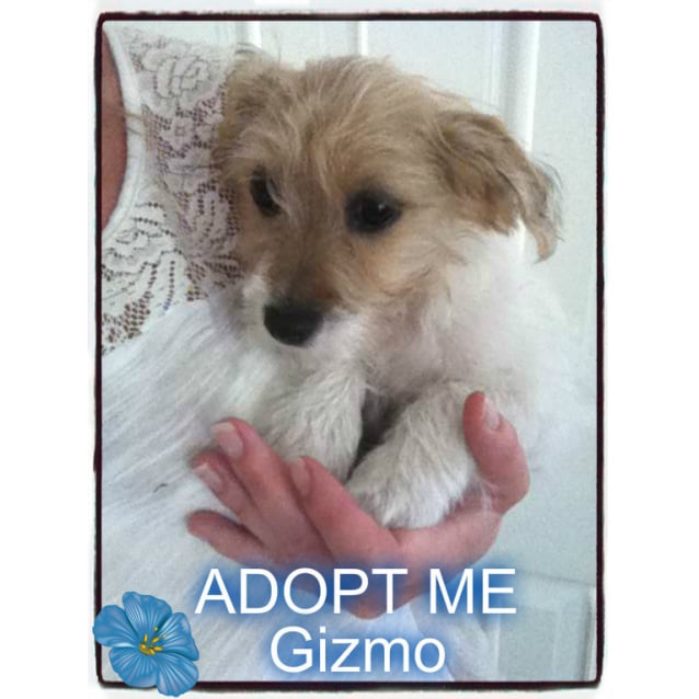 Gizmo ~ Maltese x Mini Foxy (on trial 24/07/16) - Small ...