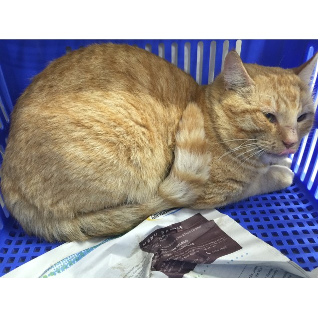Austin Powers Male Domestic Short Hair Mix Cat In Wa Petrescue