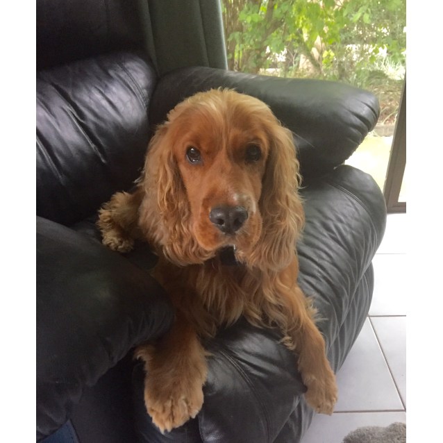 cocker spaniel pet rescue