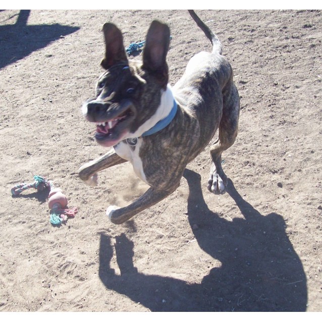 Ben - Large Male Boxer Mix Dog in NSW - PetRescue