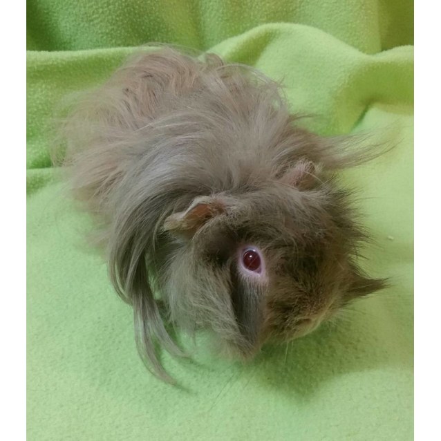 Ramsey - Male Long-hair Abyssinian x Peruvian Mix Guinea