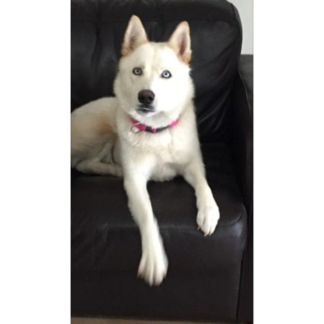 husky shepherd malamute mix