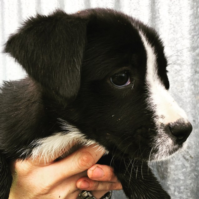 Puppy Medium Female Border Collie X German Shorthaired Pointer Mix Dog In Vic Petrescue