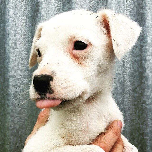 puppy - Medium Female Border Collie x German Shorthaired ...