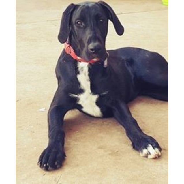 irish wolfhound mixed with great dane