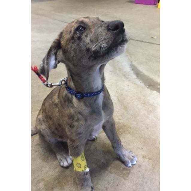 catahoula x bull arab