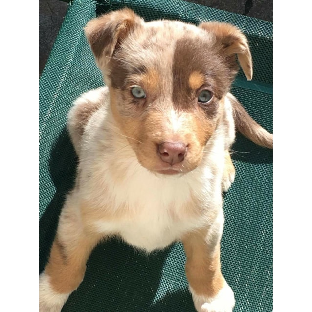 Destiny Medium Female Australian Shepherd x Kelpie Dog in VIC PetRescue