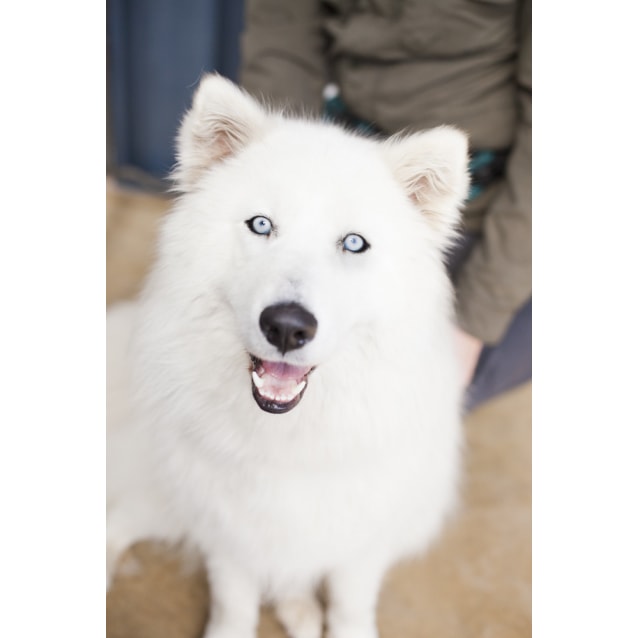samoyed x husky
