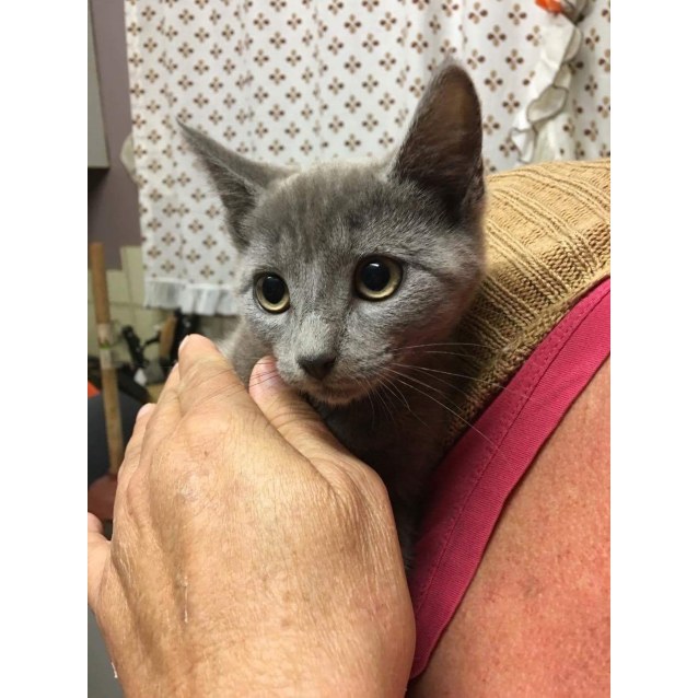 Pete Cat Dog Friendly Male Russian Blue Mix Cat In Nsw Petrescue