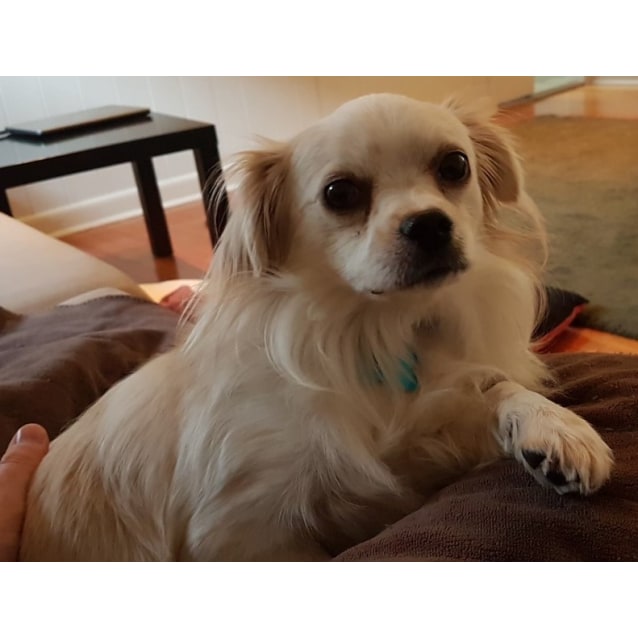 king charles spaniel and chihuahua mix