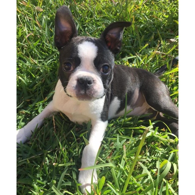 Small Male Boston Terrier Dog in NSW 