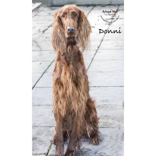 irish red setters for rehoming