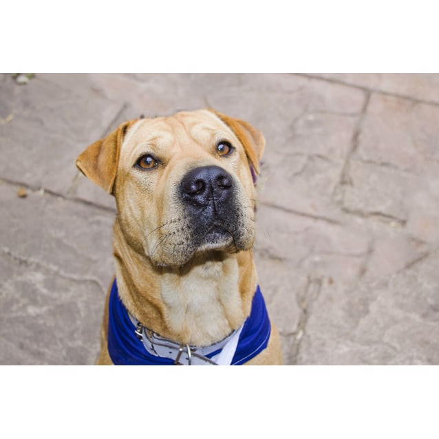 shar pei x mastiff