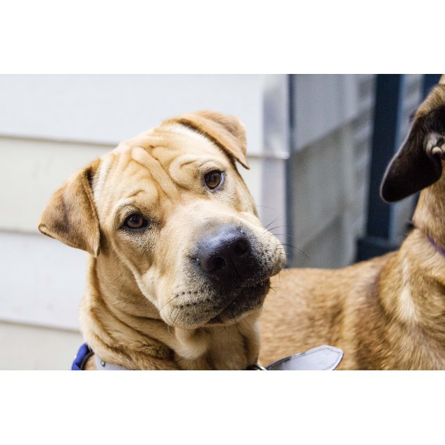 Honey Shar Pei x Mastiff (on trial 12/09/16) Large Female Mastiff x Shar Pei Mix Dog in NSW