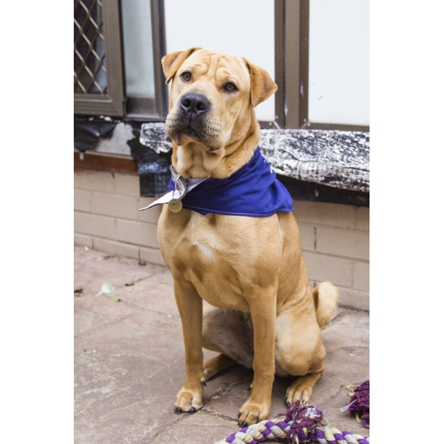 Honey Shar Pei x Mastiff (on trial 12/09/16) Large Female Mastiff x Shar Pei Mix Dog in NSW