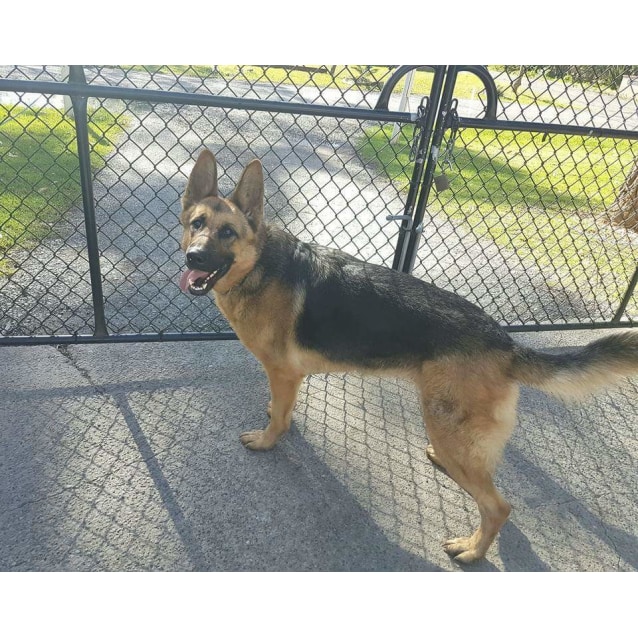 Panda - Large Female German Shepherd Dog in NSW - PetRescue