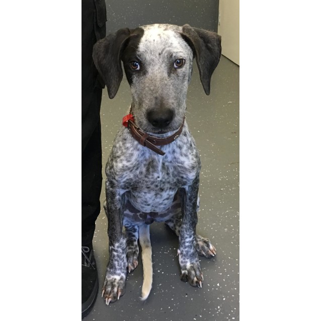 Milly Medium Female Australian Cattle Dog X German Shorthaired