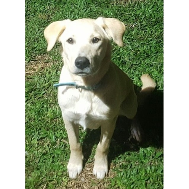 maremma x labrador