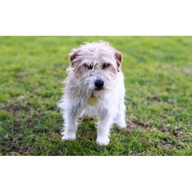 Butch Small Male Wire Haired Jack Russell Terrier Mix Dog In Vic