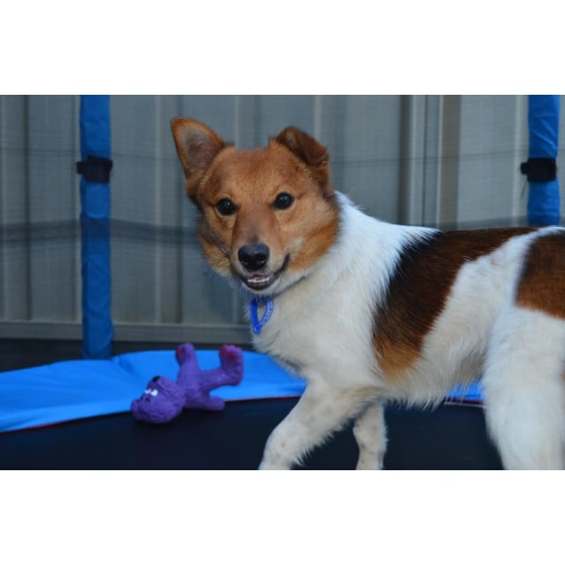 pomeranian cross jack russell