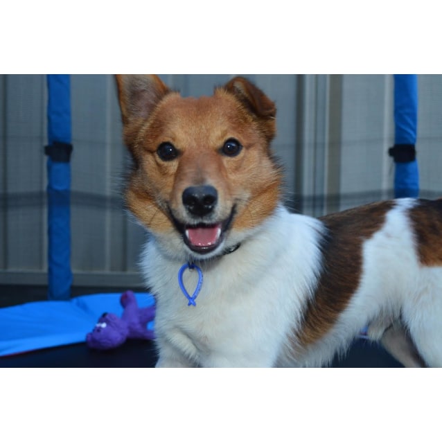 FreddiePomeranian X Jack Russel male Small Male Jack Russell Terrier