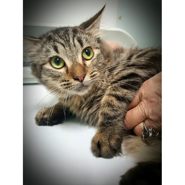 Squirrel - Male Domestic Medium Hair Mix Cat in QLD ...