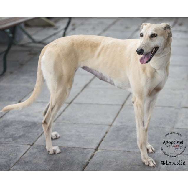 Blondie Id32850 Large Female Greyhound Dog In Vic Petrescue