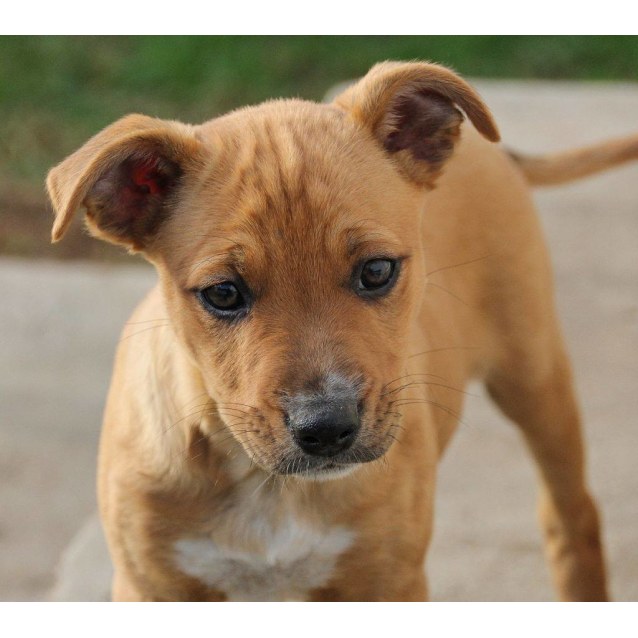 Eleanor Dingo x Medium Female Australian Cattle Dog x Dingo Mix Dog