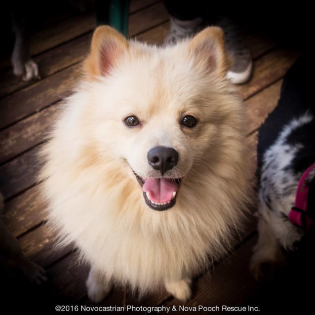 german spitz rescue