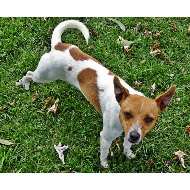Josie Small Female Jack Russell Terrier x Miniature Fox Terrier Mix