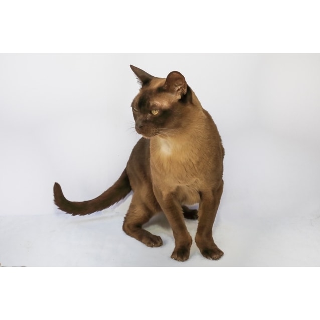 Oscar Female Burmese Cat In Nsw Petrescue