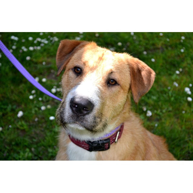 Lemmy Large Male Golden Retriever X Irish Wolfhound Mix Dog In Vic Petrescue