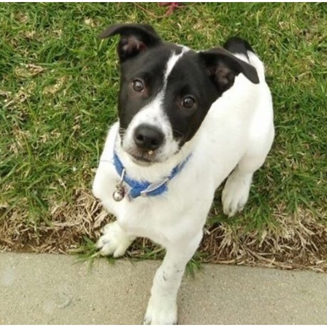 border collie x jack russell