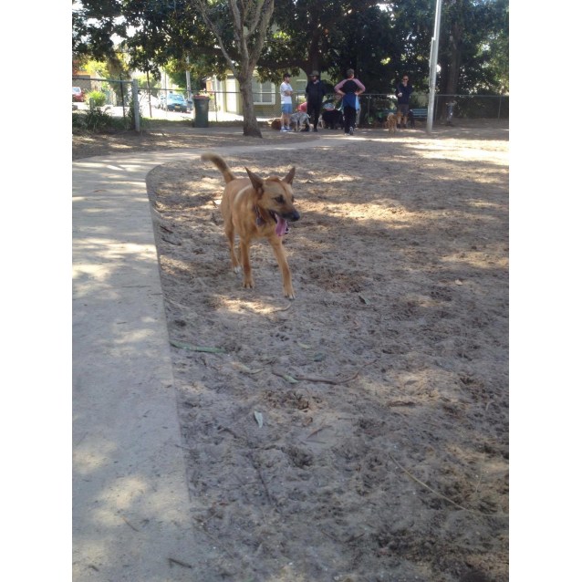 dingo jack russell mix