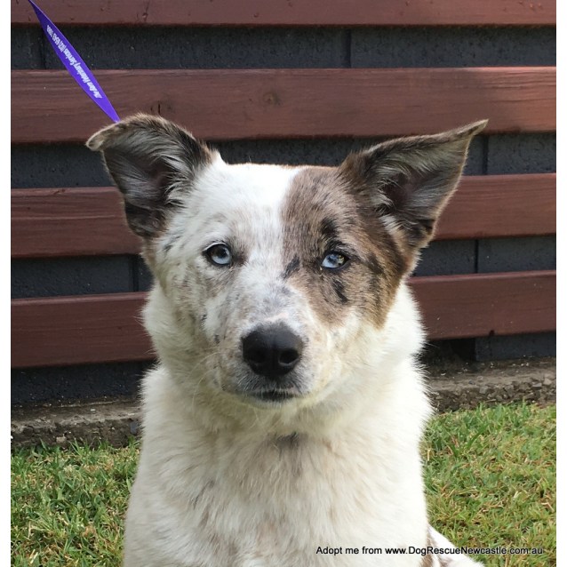 little gooberlicious dog training treats