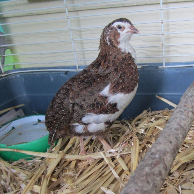 Tuxedo Male Quail Mix Non Native Birds in NSW PetRescue