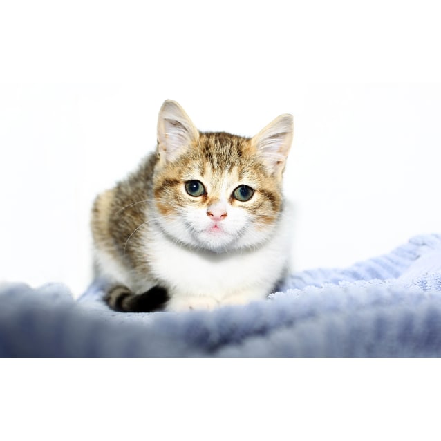 Squish Female Domestic Short Hair X Exotic Short Hair Mix Cat In