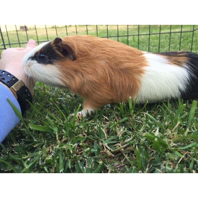 Sam *•adopt me•* Male Shorthair Guinea Pig Guinea Pig in NSW PetRescue
