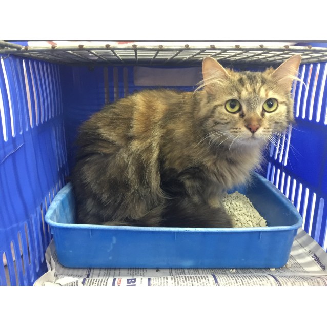 Emily Sweetheart Female Domestic Medium Hair Mix Cat In Wa