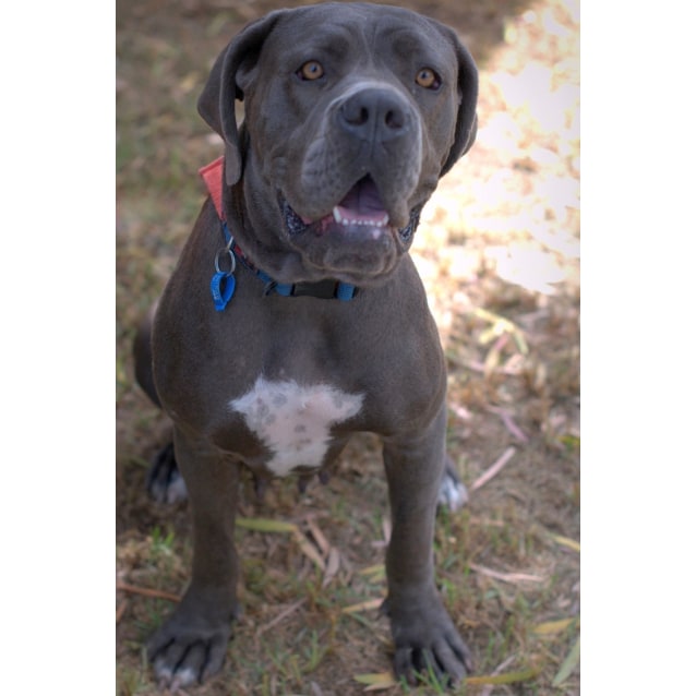 neapolitan cane corso mix