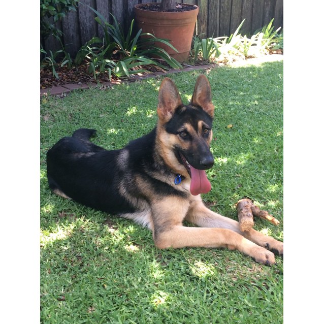 Charlie Medium Male German Shepherd Dog Dog In Nsw Petrescue